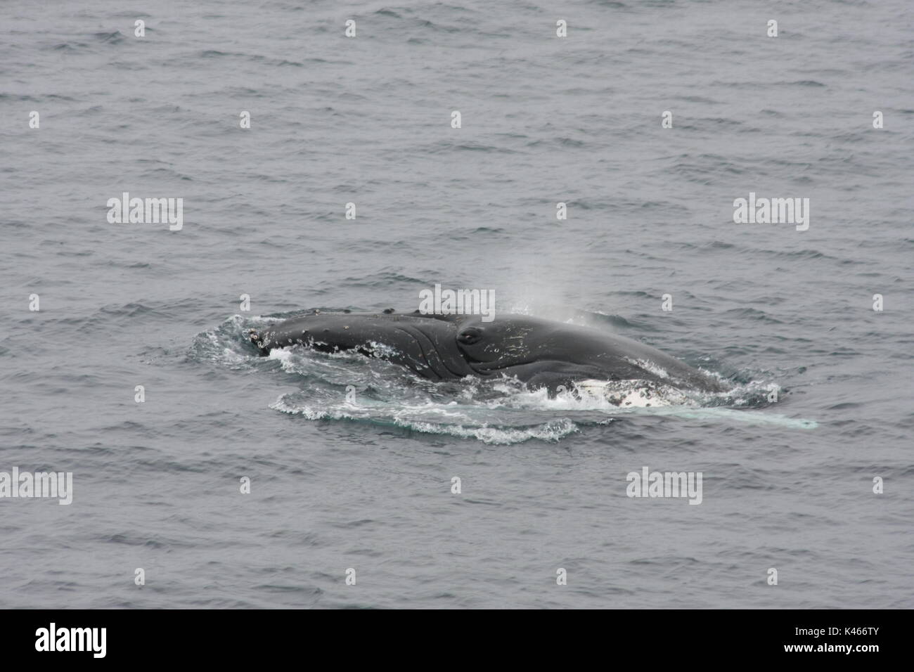 Humpback whale Foto Stock