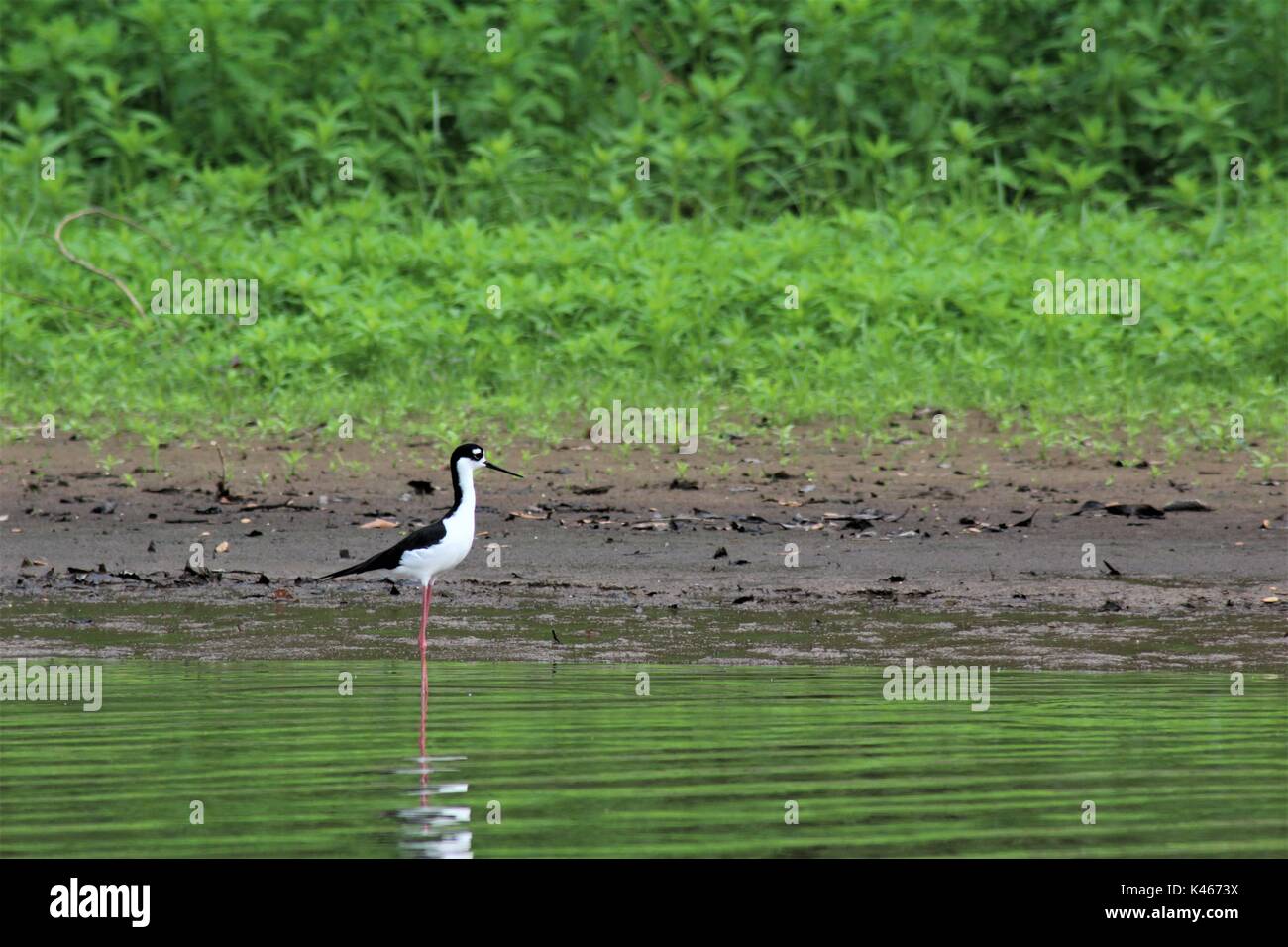 Caduta delle Foglie dal flusso Foto Stock