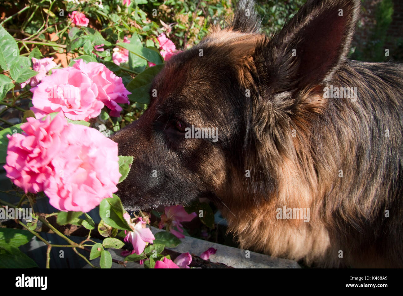Germanico Sheperd guardando il fiore Foto Stock