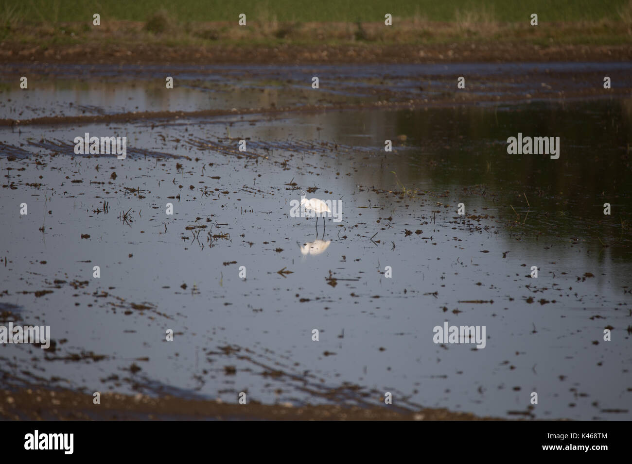 Un Airone bianco riflessi nell'acqua i campi di riso tra Vercelli e Novara vicino al Safari Park Varallo Pombia Novara Italia Lago Maggiore lago Foto Stock