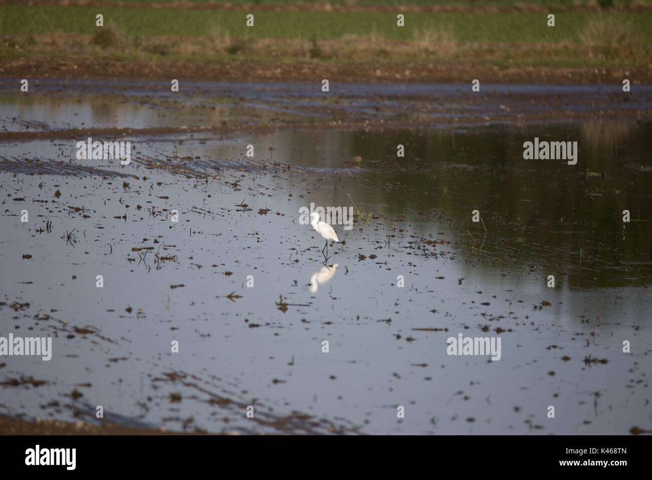 Risaie piemonte immagini e fotografie stock ad alta risoluzione - Alamy