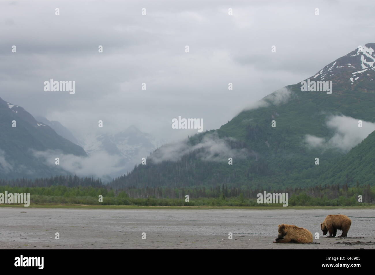 orso-grizzly-di-orso-bruno-katmai-immagini-e-fotografie-stock-ad-alta