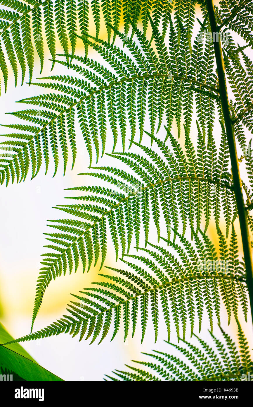 Struttura della Tasmania (Dicksonia Antartide), foglia di felce. Giardino Botanico di Madrid. Spagna Foto Stock