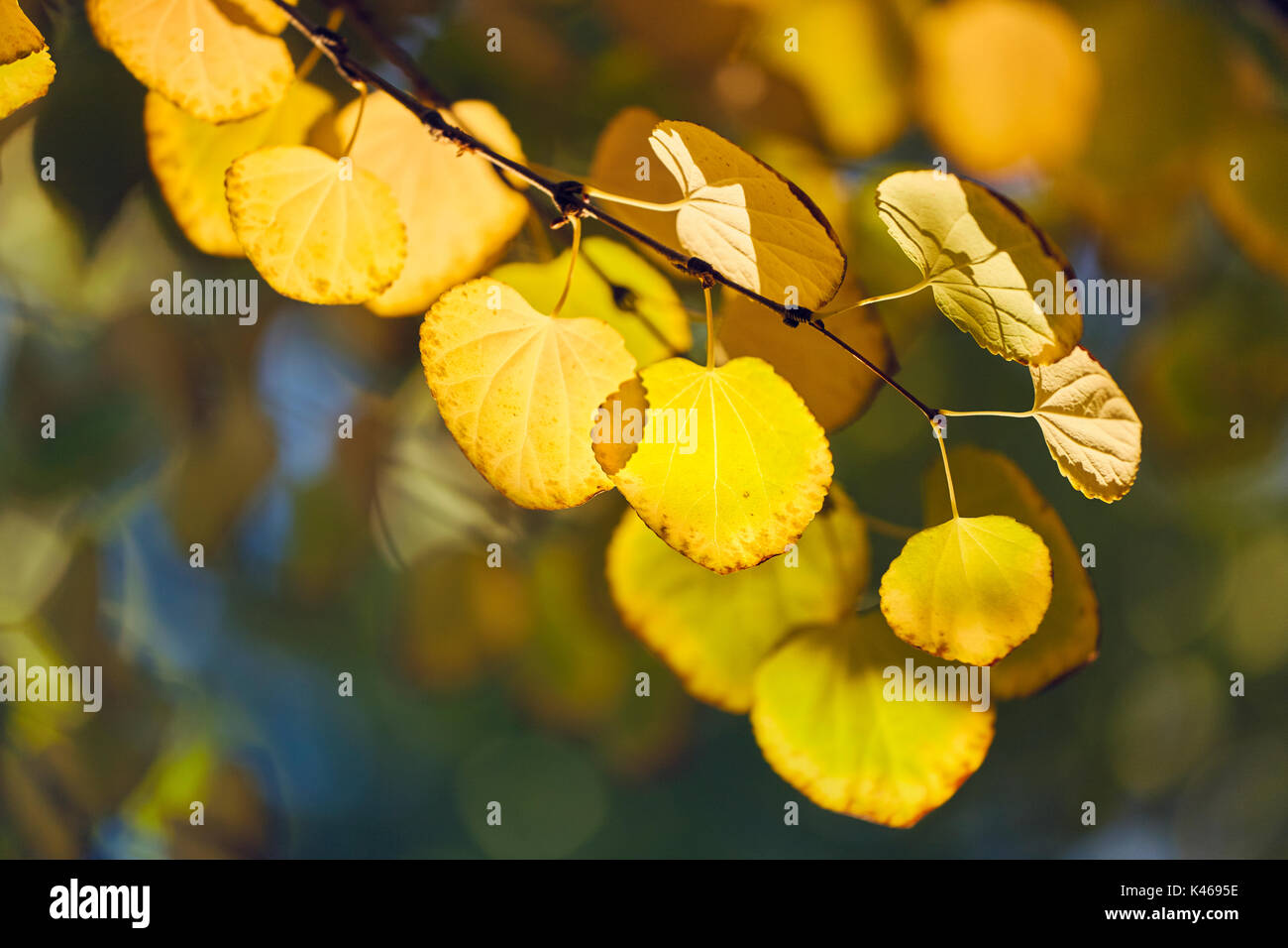 Cercidiphyllum japonicum in autunno presso il Royal Botanical Garden. Madrid. Comunità di Madrid. Spagna Foto Stock