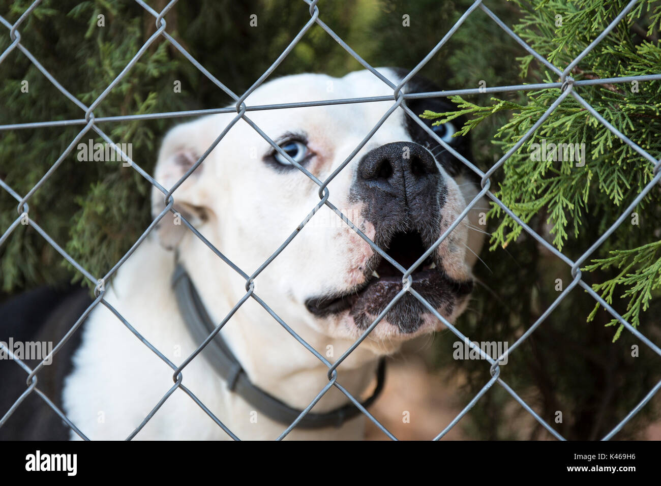 White bulldog francese con gli occhi blu Foto Stock