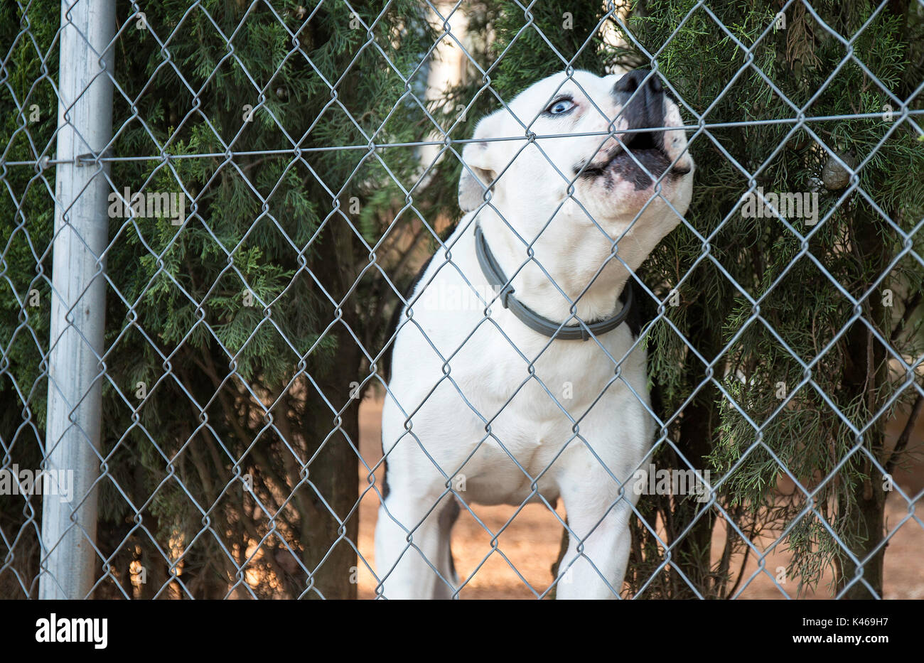 White bulldog francese con gli occhi blu Foto Stock