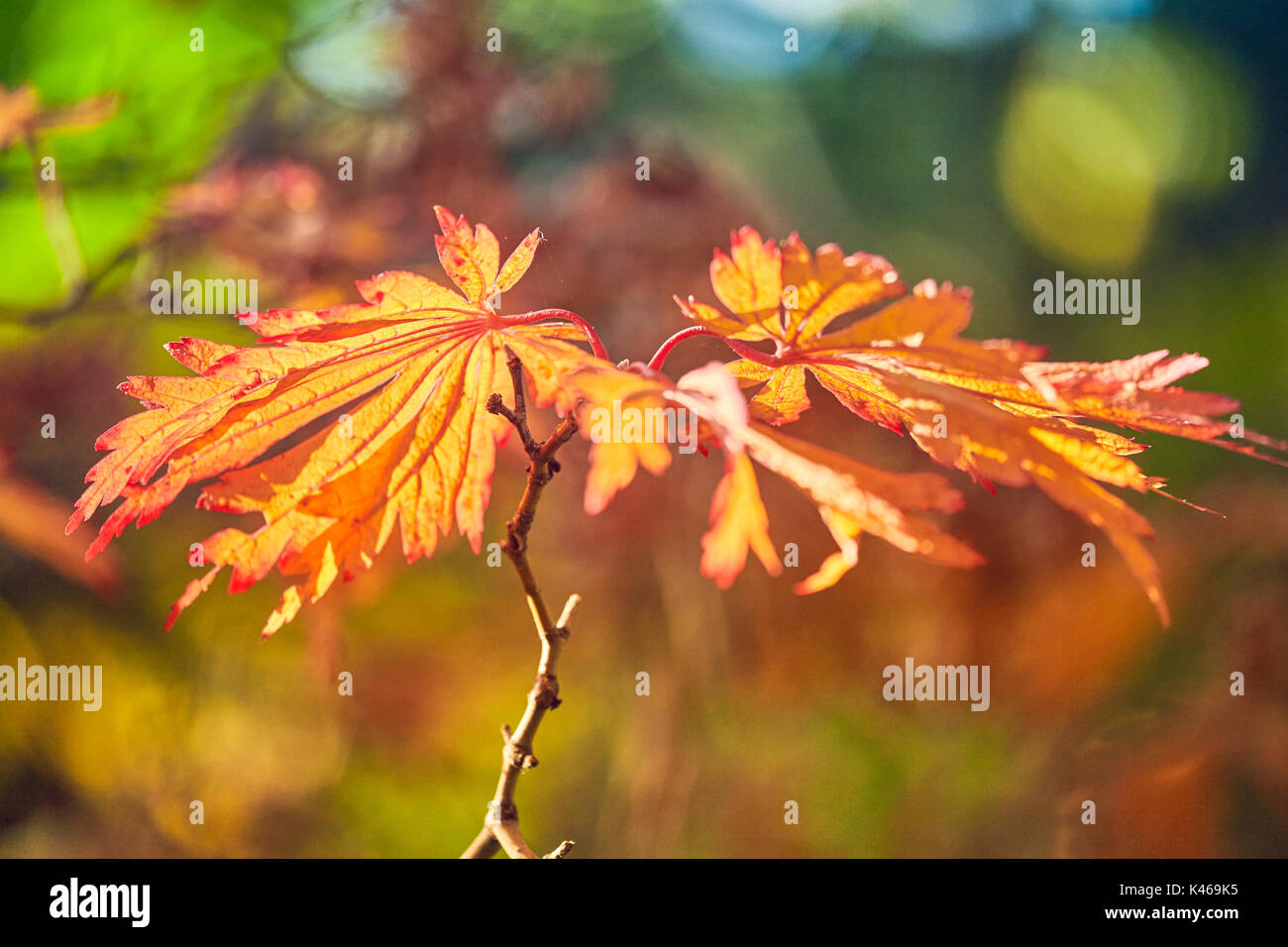 Acer japonicum aconitifolium in autunno presso il Royal Botanical Garden. Madrid. Comunità di Madrid. Spagna Foto Stock