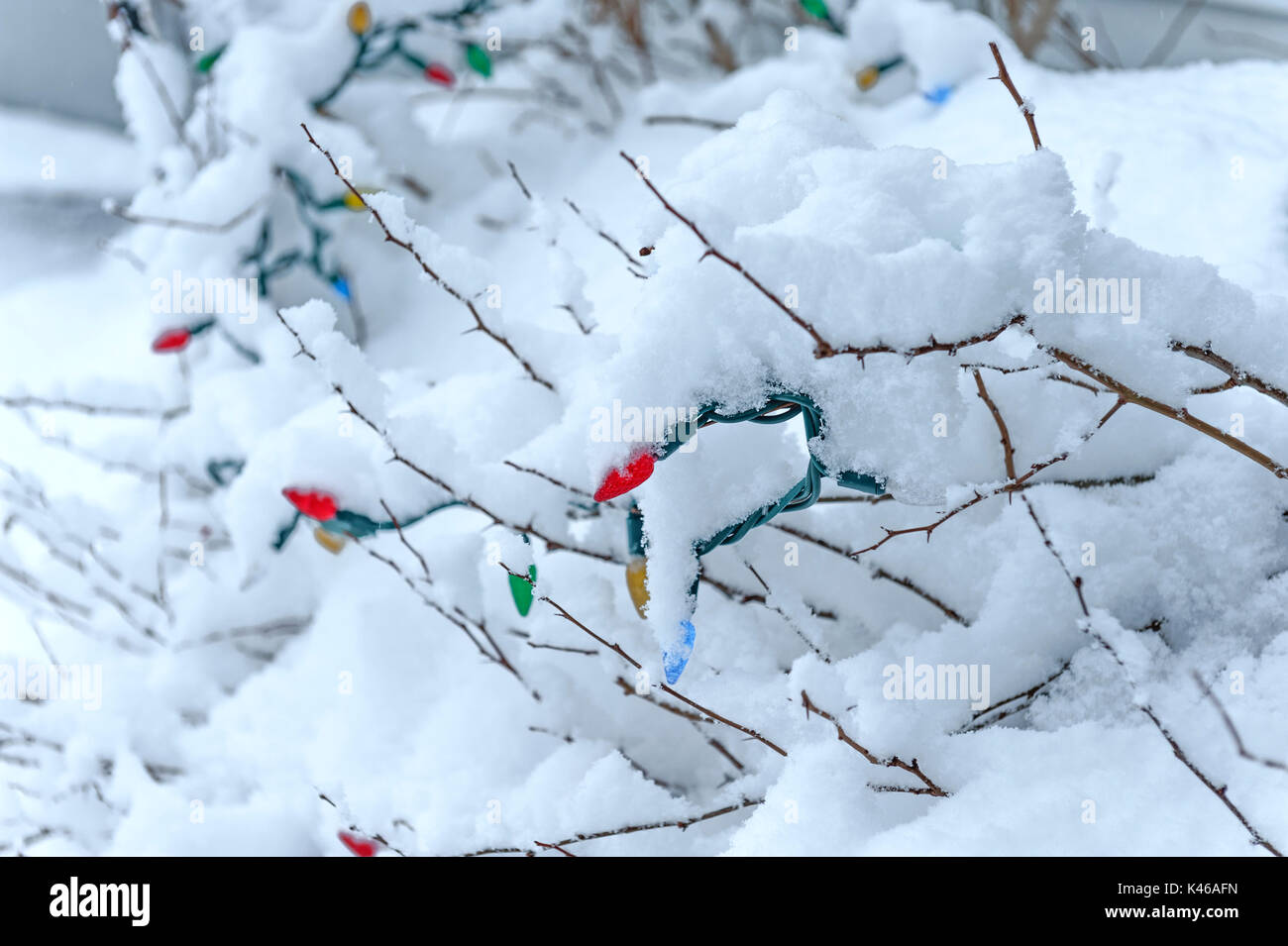 Le luci di Natale sulla coperta di neve la boccola Foto Stock