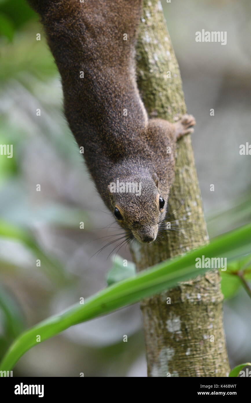 Scoiattolo, Sungei Buloh Wetland Reserve Foto Stock