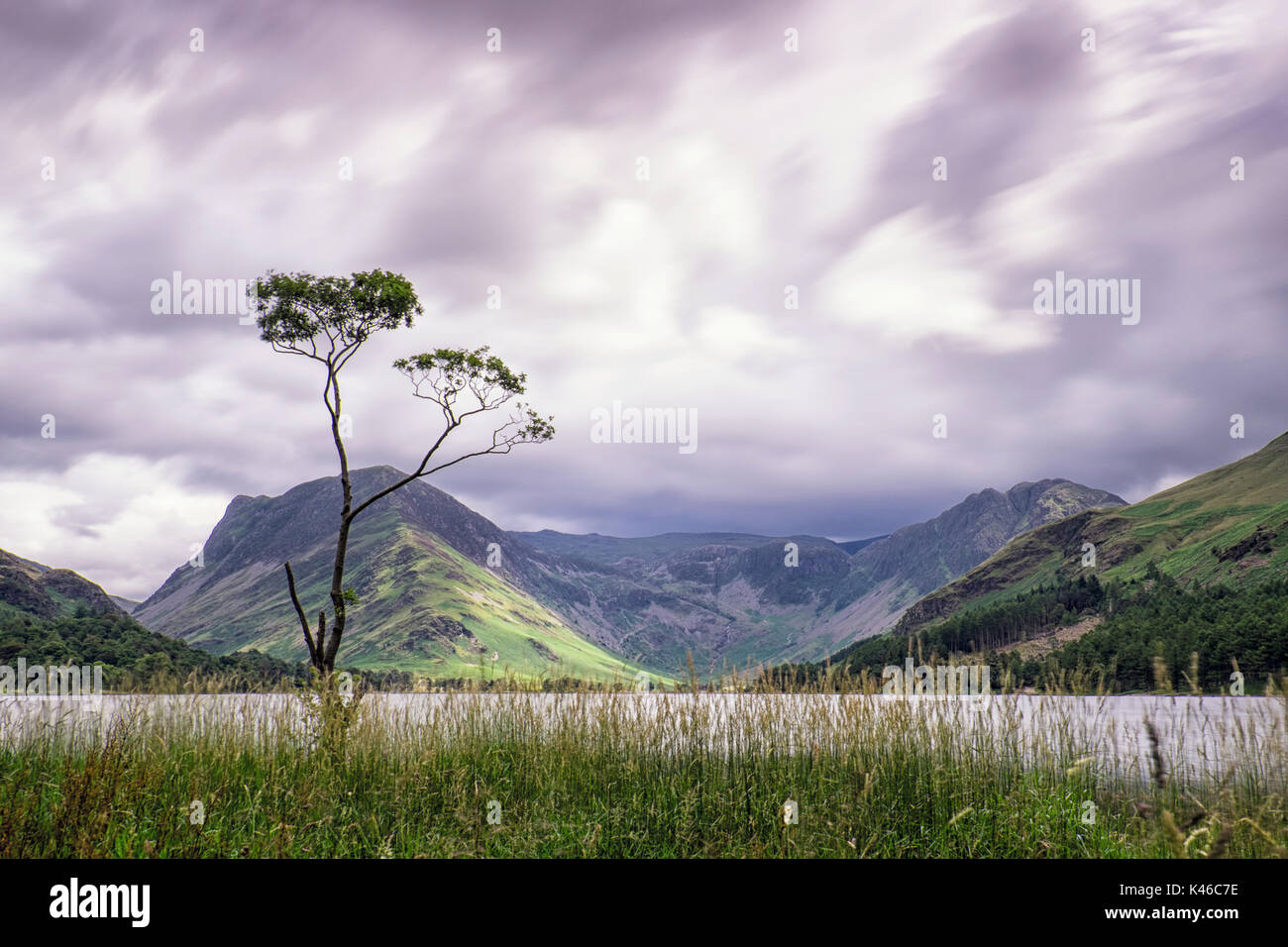 Spia tardiva e Lone Tree, buttermere, Lake District, cumbria Foto Stock