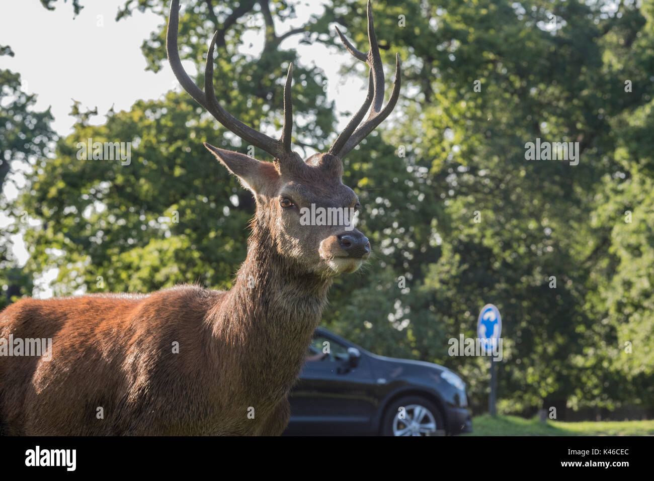 Un maschio rosso cervo (Cervus elaphus) Foto Stock