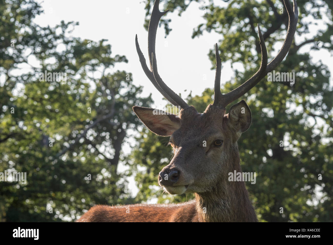 Un maschio rosso cervo (Cervus elaphus) Foto Stock