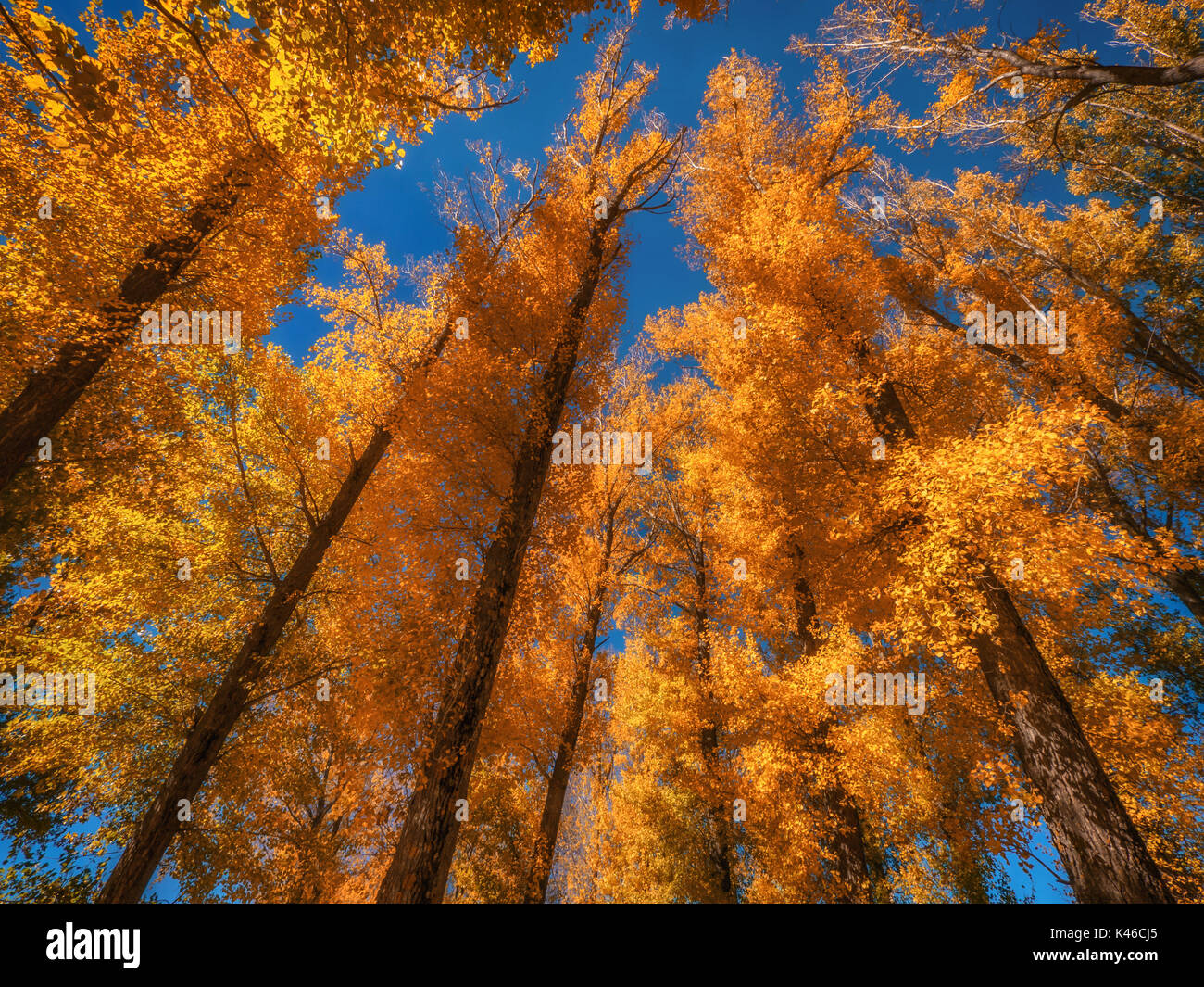 Basso angolo vista del gruppo di alberi di alto fusto con Colorati luminosamente caduta delle foglie insieme contro un cielo blu chiaro. Foto Stock