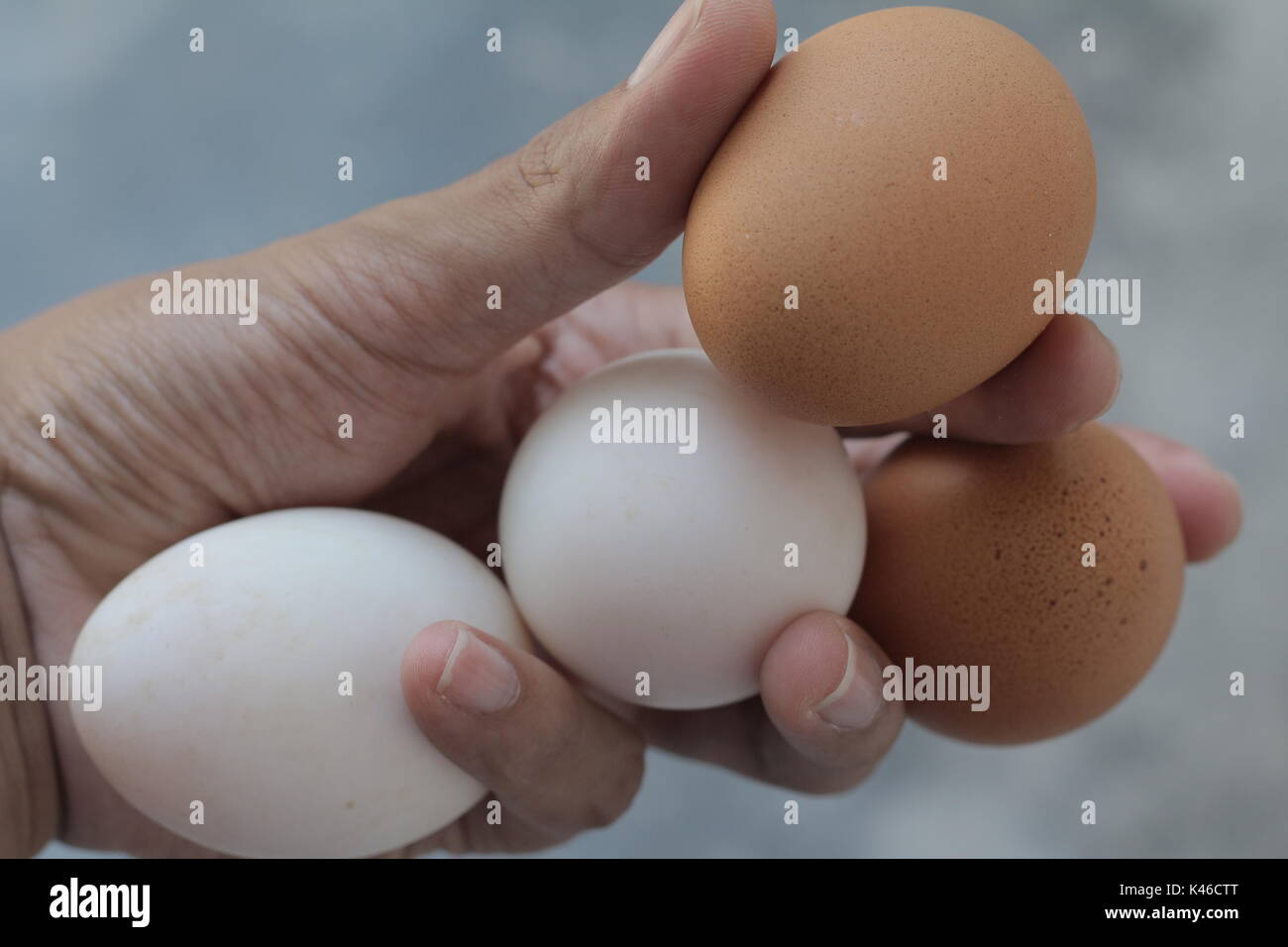 Uova di anatra e fresco Uova di gallina Foto Stock