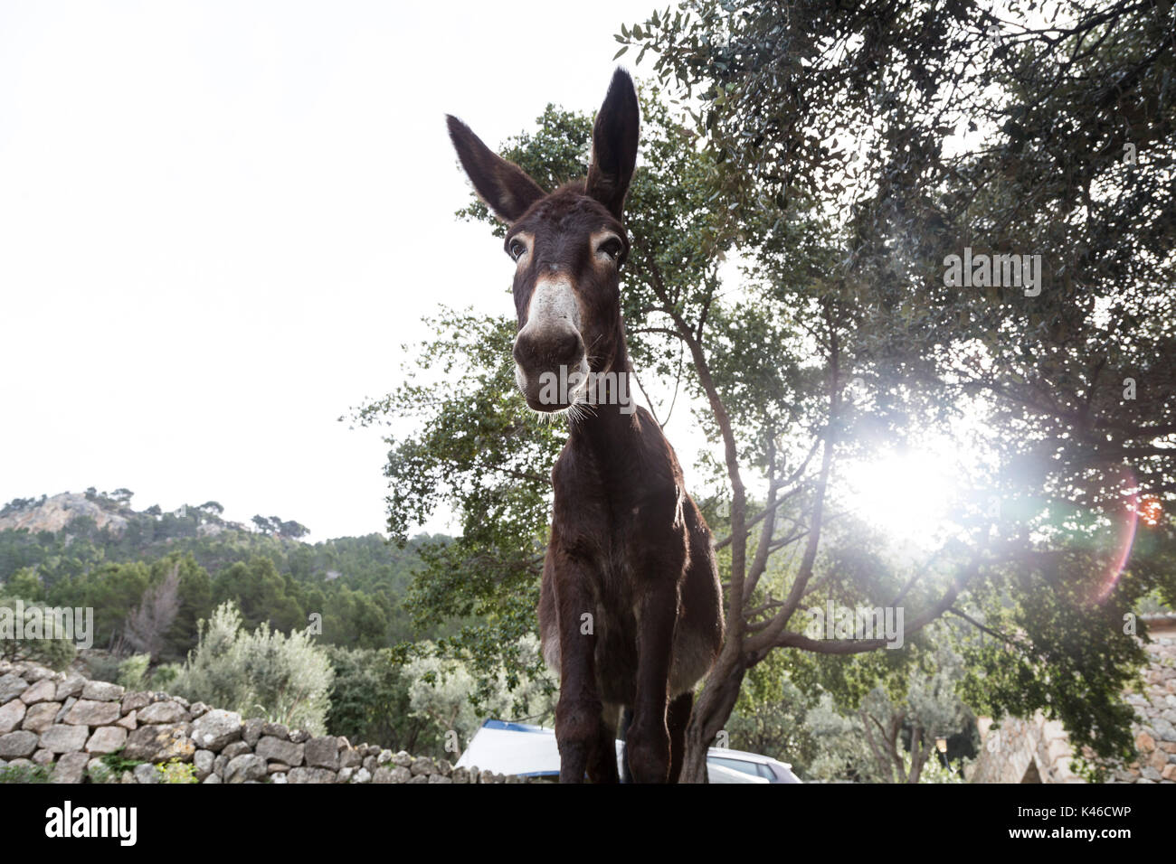 Ritratto di asino , Baleari Maiorca Foto Stock