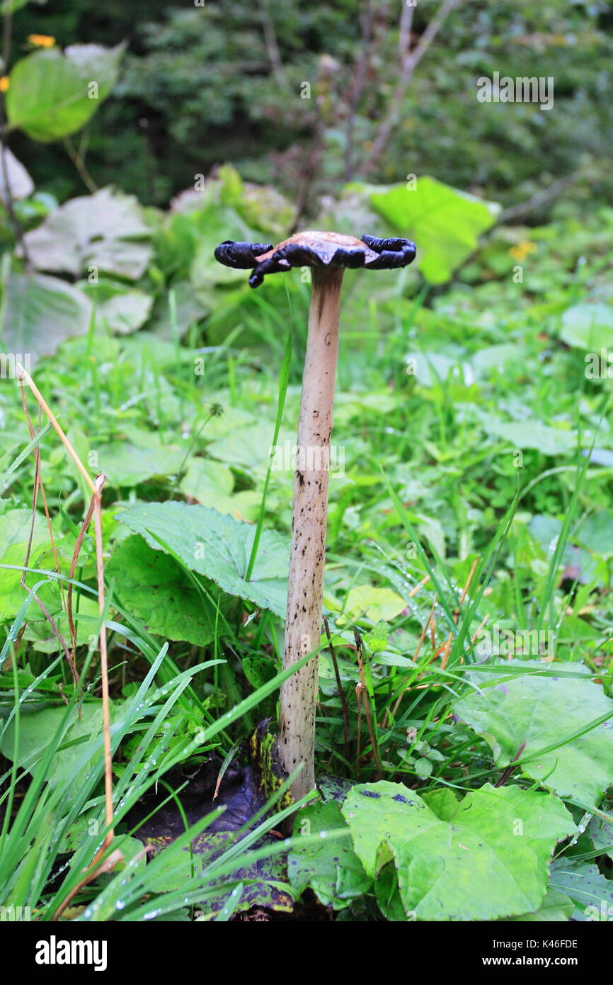 Alti fungo bianco corpinus comatus nella foresta Foto Stock