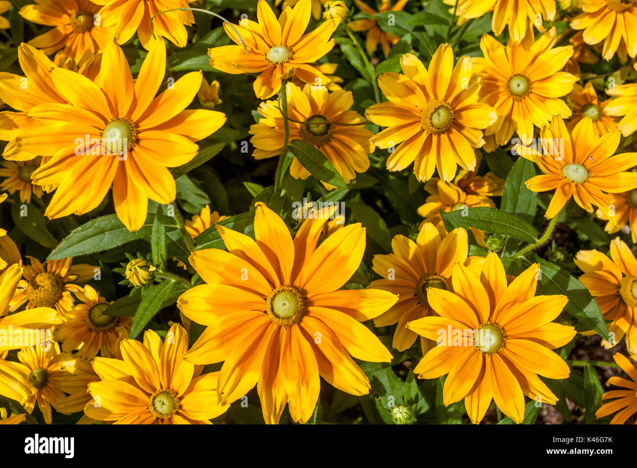 Rudbeckia Prairie Sun fiori Foto Stock