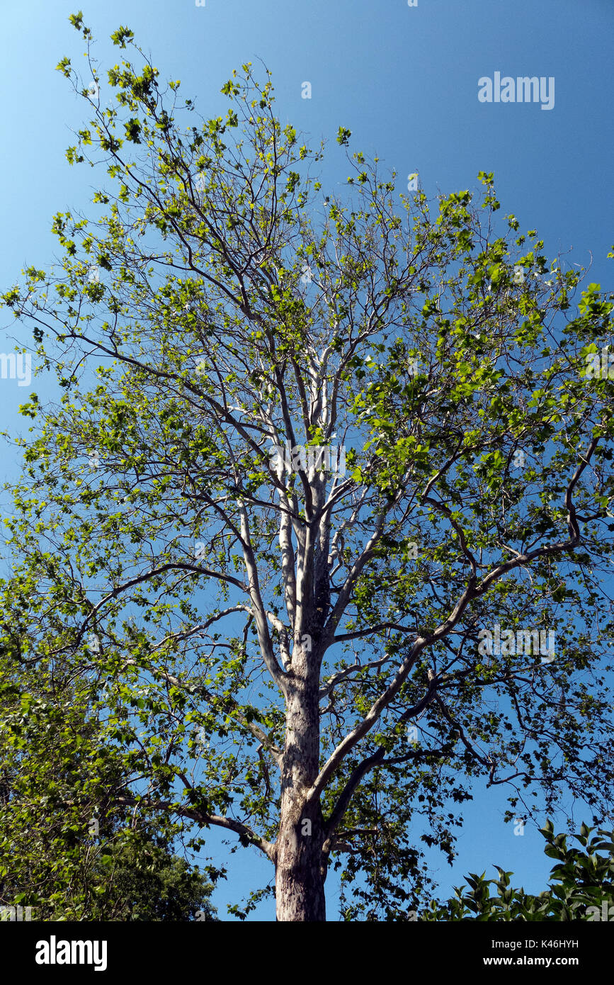 Tall betulla contro il cielo blu. Foto Stock