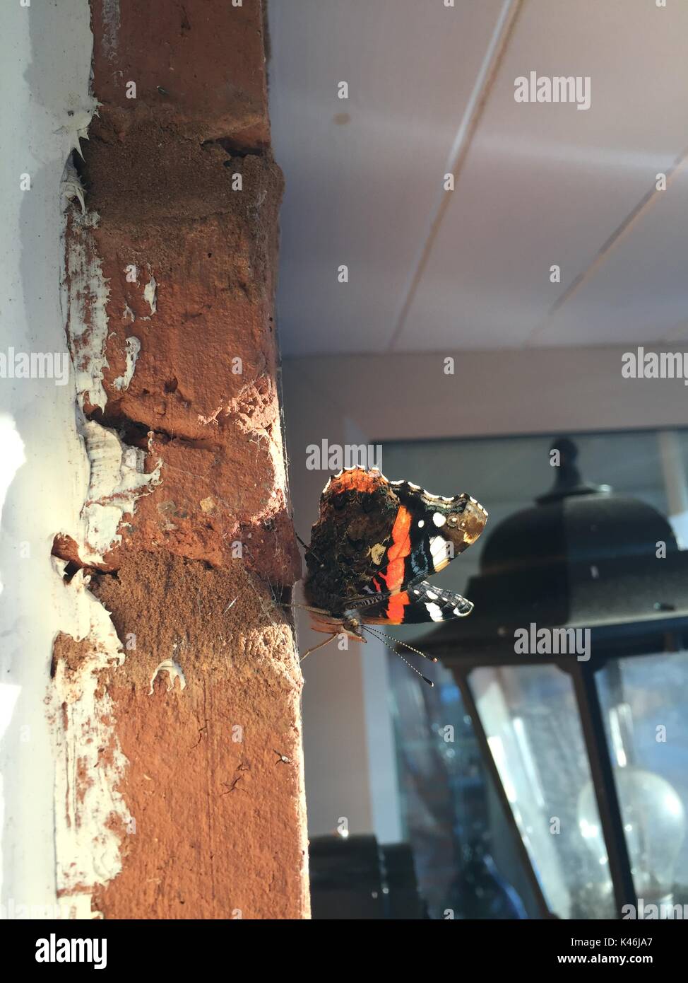 Red admiral butterfly sbarcati sulla muratura in corrispondenza della porta anteriore Foto Stock