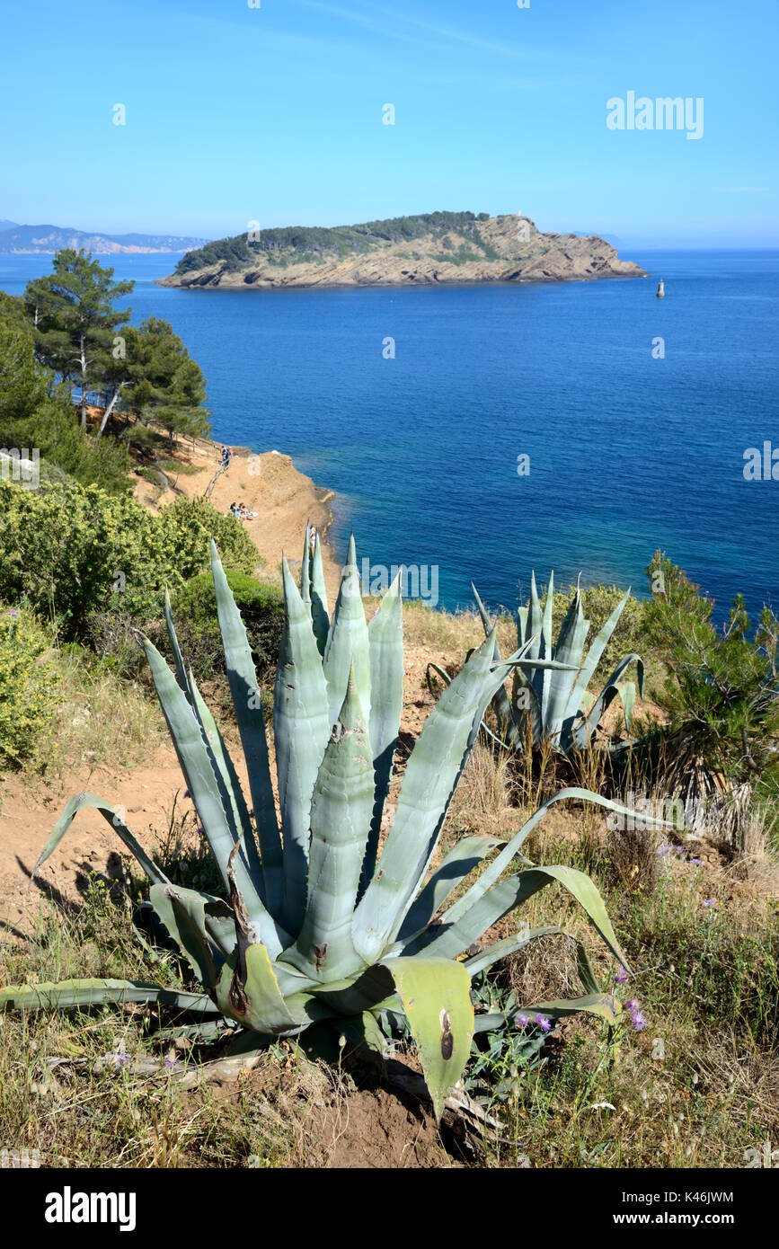 Île Verte, o Isola Verde, al largo della costa mediterranea a la Ciotat con Agave americana in primo piano Provenza Côte Azzurra Francia Foto Stock