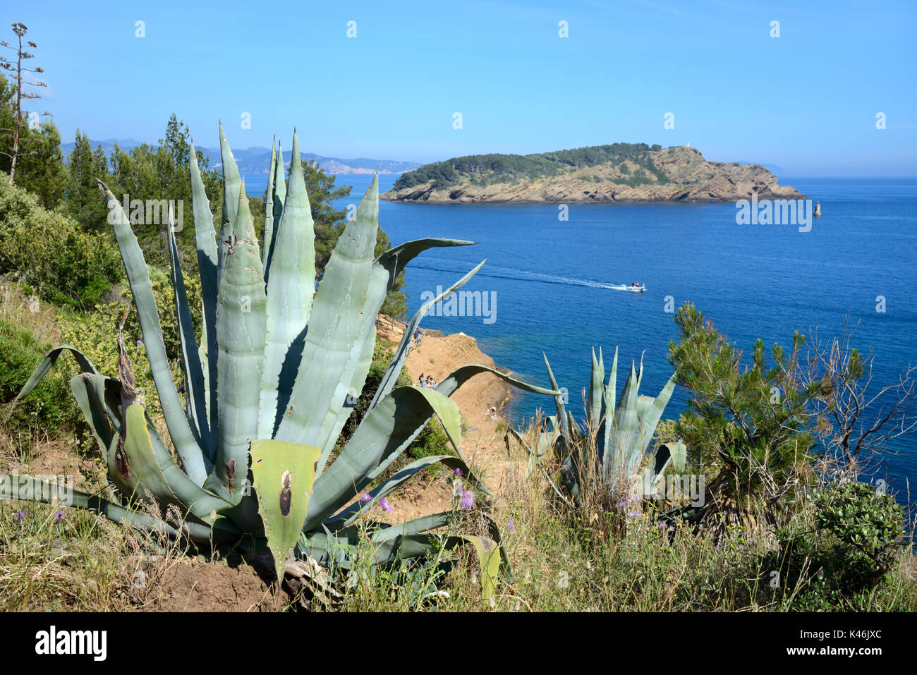 Île Verte, o Isola Verde, al largo della costa mediterranea a la Ciotat con Agave americana in primo piano Provenza Côte Azzurra Francia Foto Stock