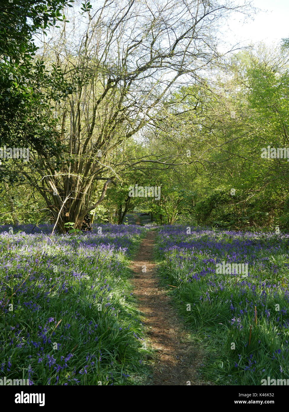 Un sentiero attraverso un tappeto di bluebells che ricopre il pavimento. bluebell boschi, yoxall lodge, Staffordshire Foto Stock