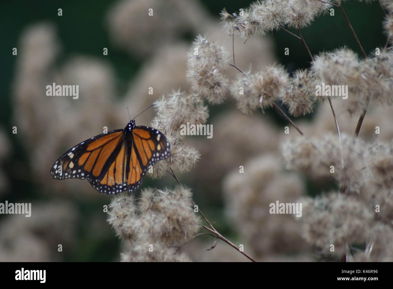 Farfalla monarca sulla luce fiore marrone Foto Stock