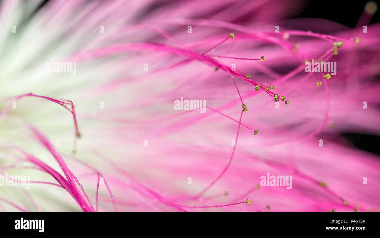 Calliandra / Acacia nemu, viola, rosa e bianco fiore, macro closeup, con piccole goccioline di acqua sulla petali, astratta, sfondo nero Foto Stock