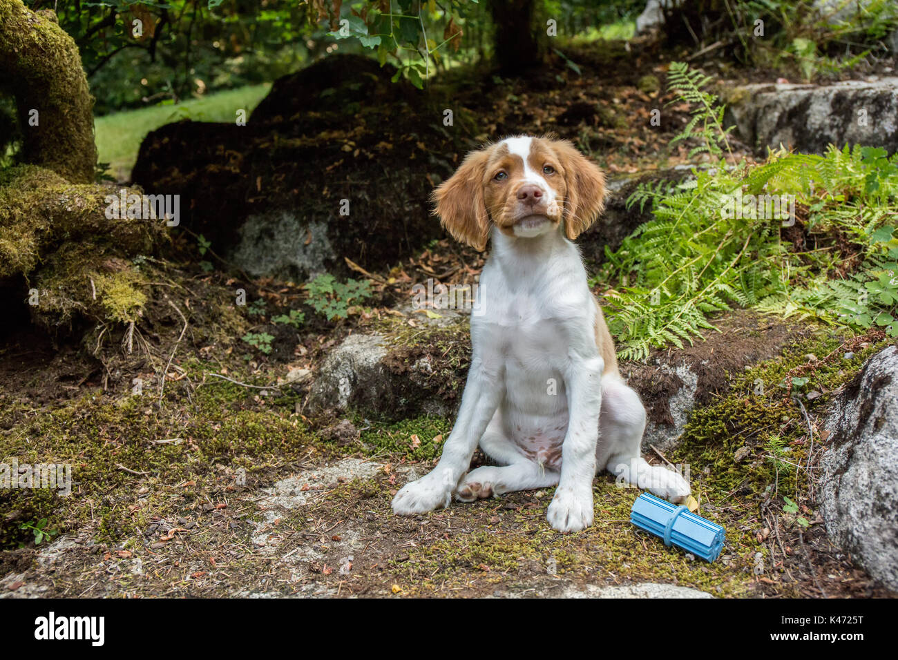 Di due mesi di età Epagneul Breton "Archie" seduta su un sentiero roccioso nel suo cantiere in Issaquah, Washington, Stati Uniti d'America Foto Stock