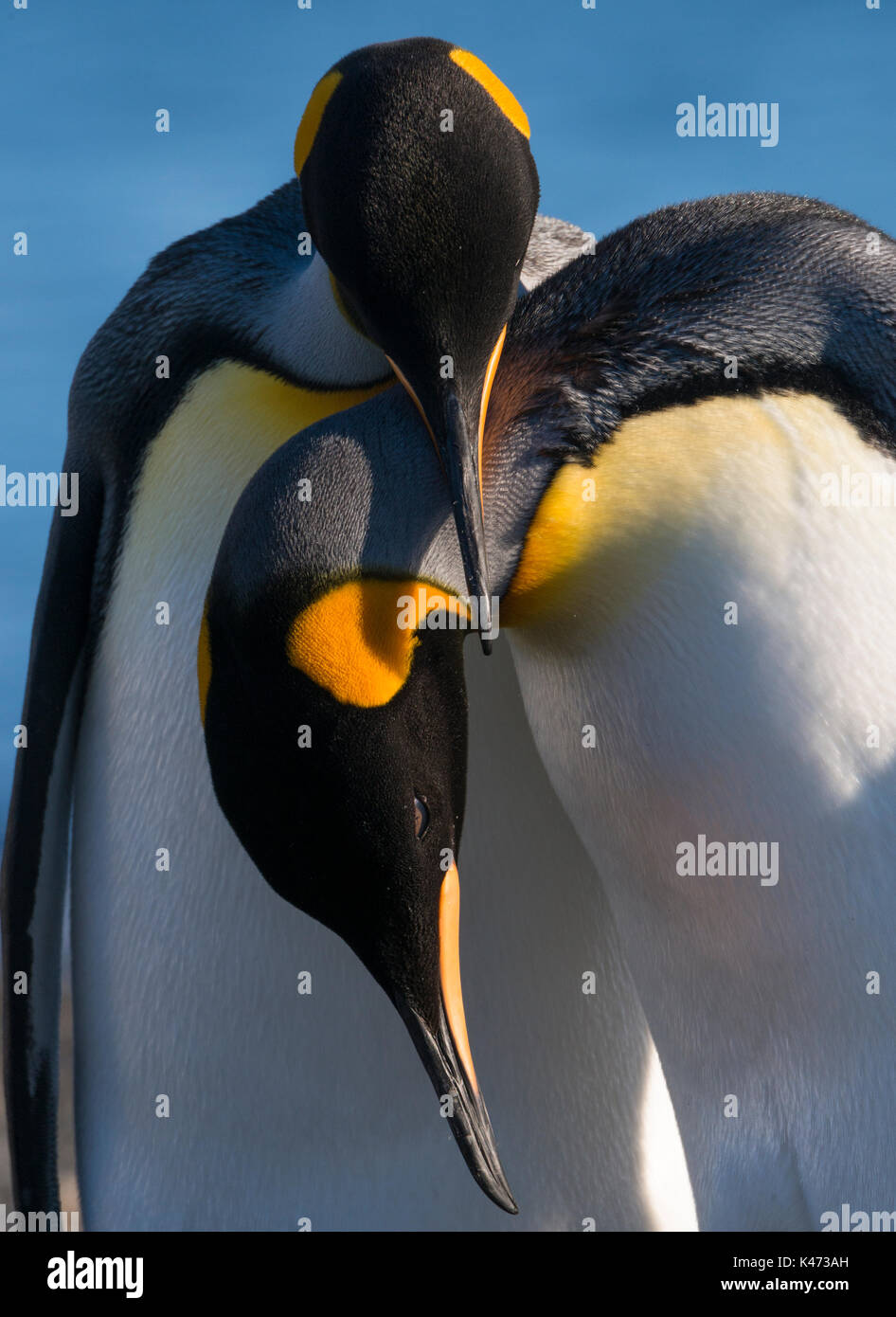 Pinguino reale (Aptenodytes patagonicus) dal Tierra del Fuego, Cile Foto Stock