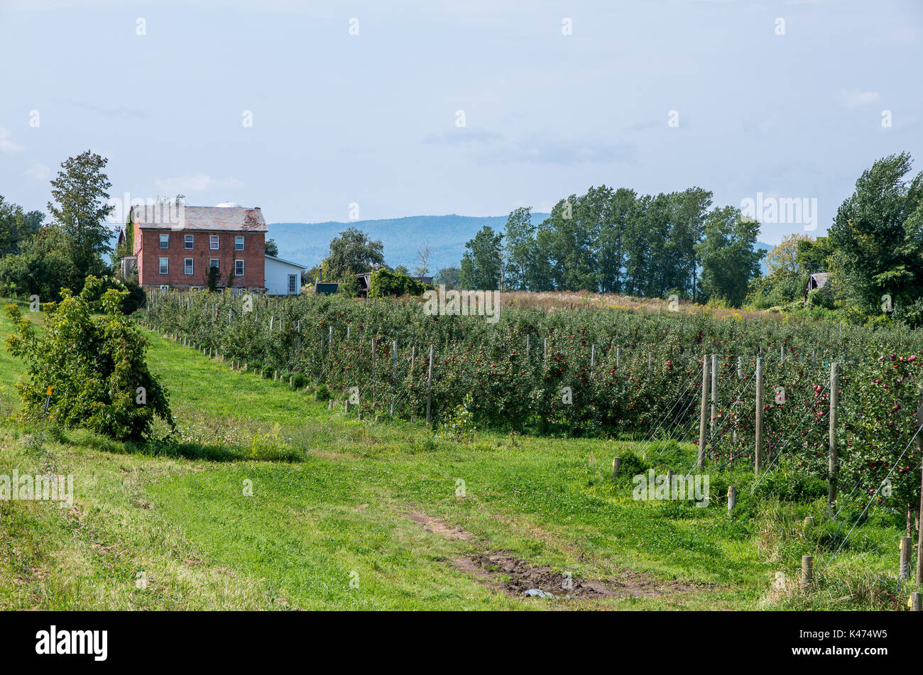 Le mele su alberi in un frutteto pronti per essere raccolti Foto Stock