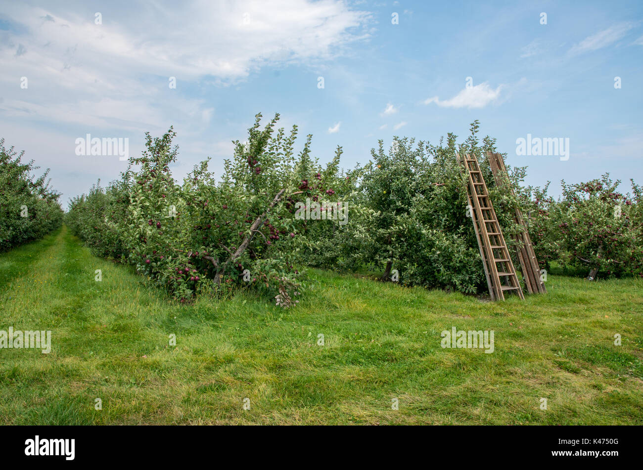 Le mele su alberi in un frutteto pronti per essere raccolti Foto Stock