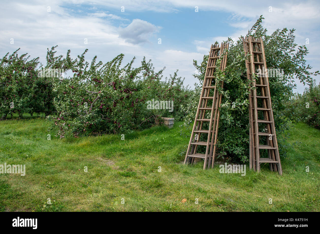 Le mele su alberi in un frutteto pronti per essere raccolti Foto Stock