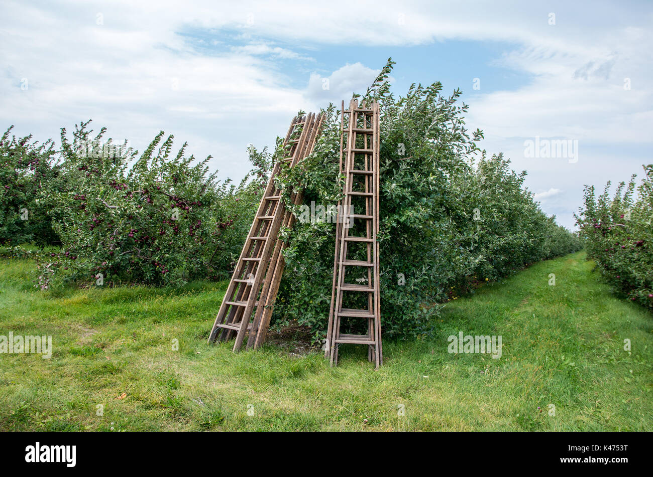 Le mele su alberi in un frutteto pronti per essere raccolti Foto Stock