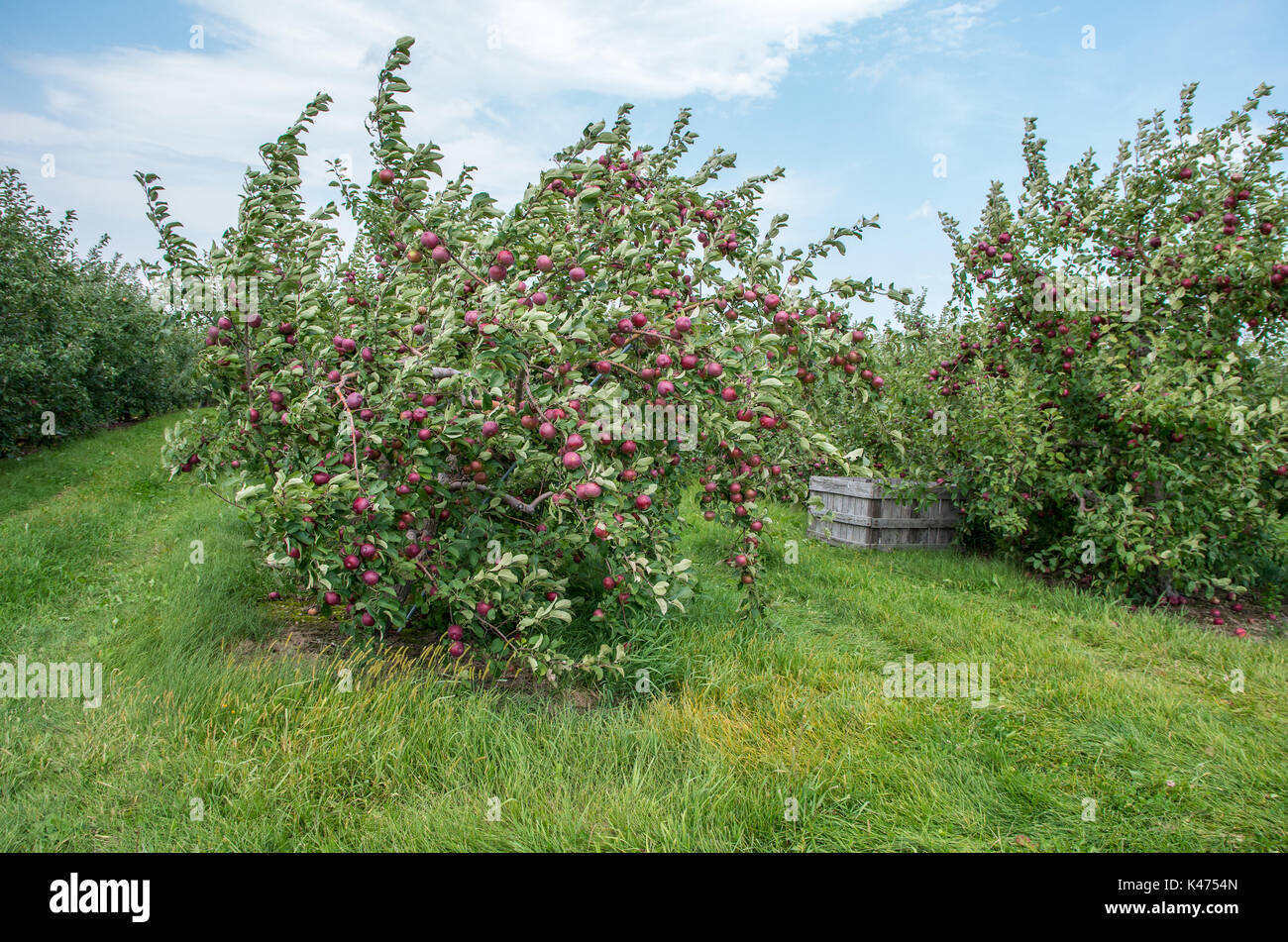 Le mele su alberi in un frutteto pronti per essere raccolti Foto Stock