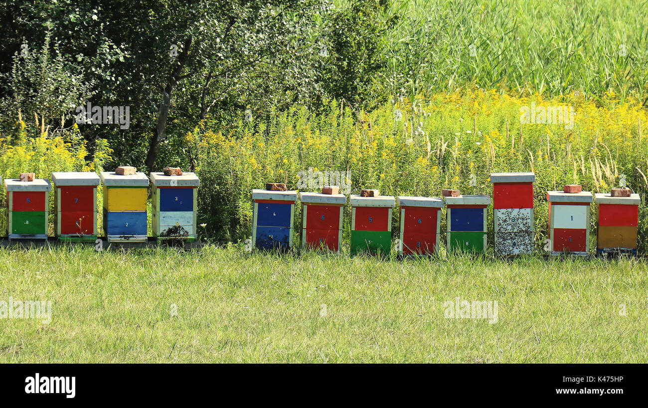 Erba prato con legno colorato alveari Foto Stock