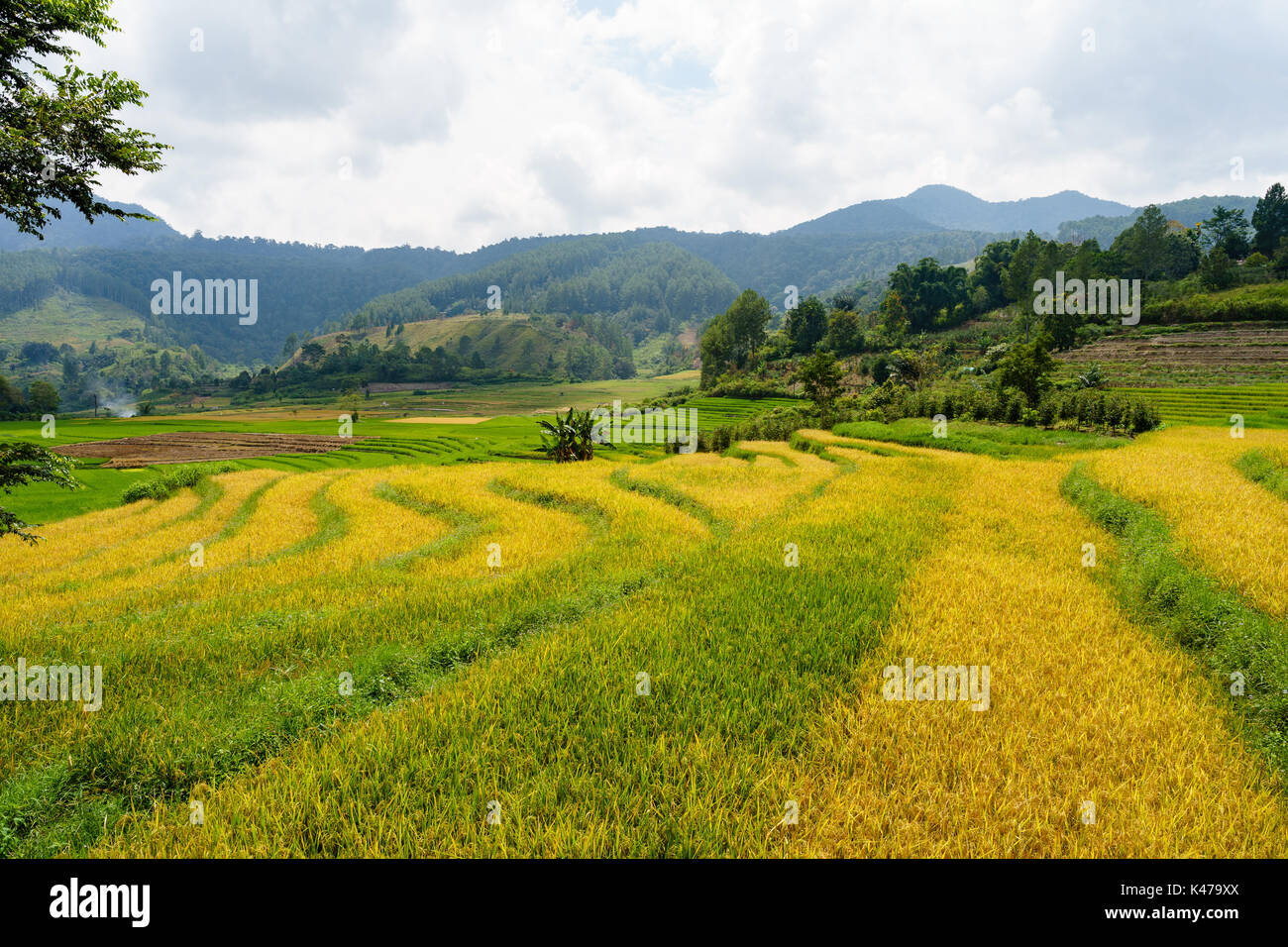 Pronta per il raccolto del campo di riso Foto Stock