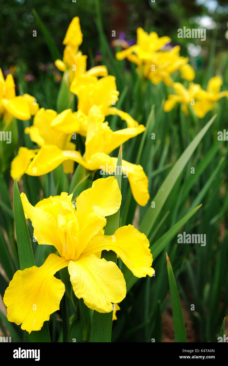 Iris gialla in piena fioritura Foto Stock