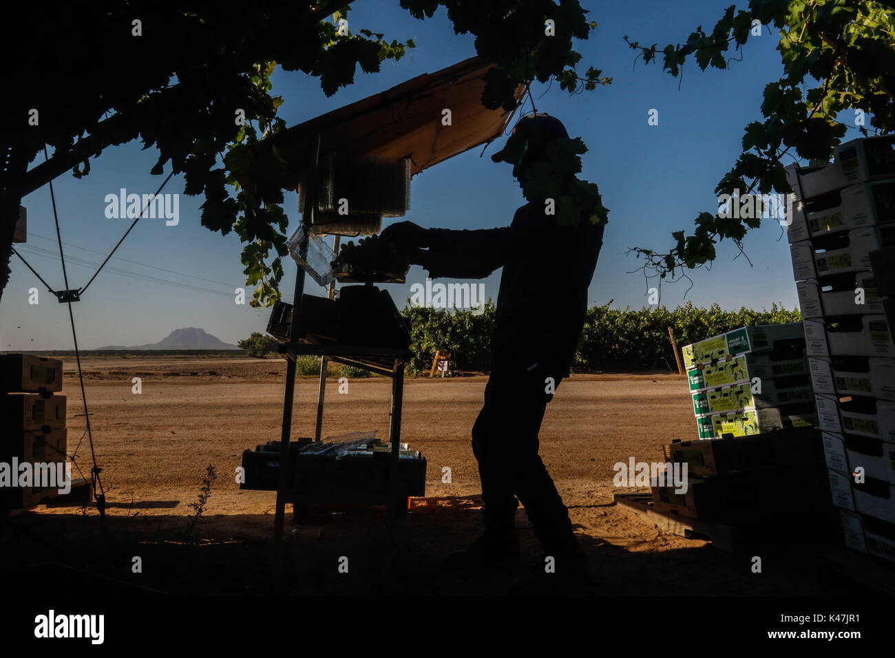 Bahia de Kino, Flora y Fauna del Desierto de Punta Chueca, San Nicolas Sonora Messico Foto Stock