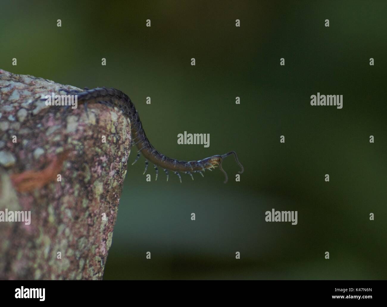 Centipede sulla pietra, Malang Indonesia Foto Stock