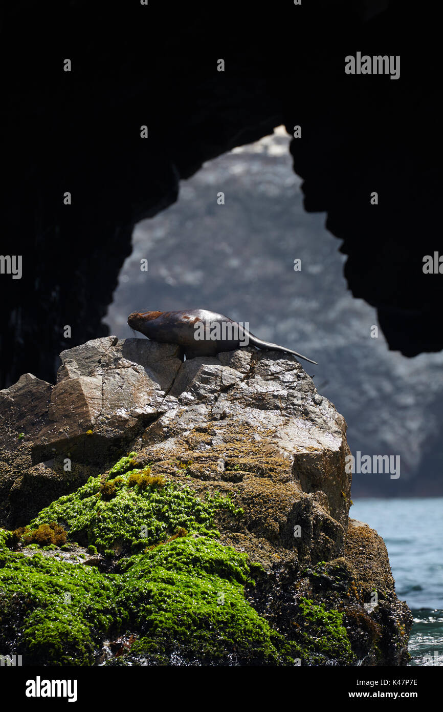 Sea Lion e Mare grotta, Isole Ballestas, Pisco Provincia, Regione di Ica, Perù, Sud America Foto Stock