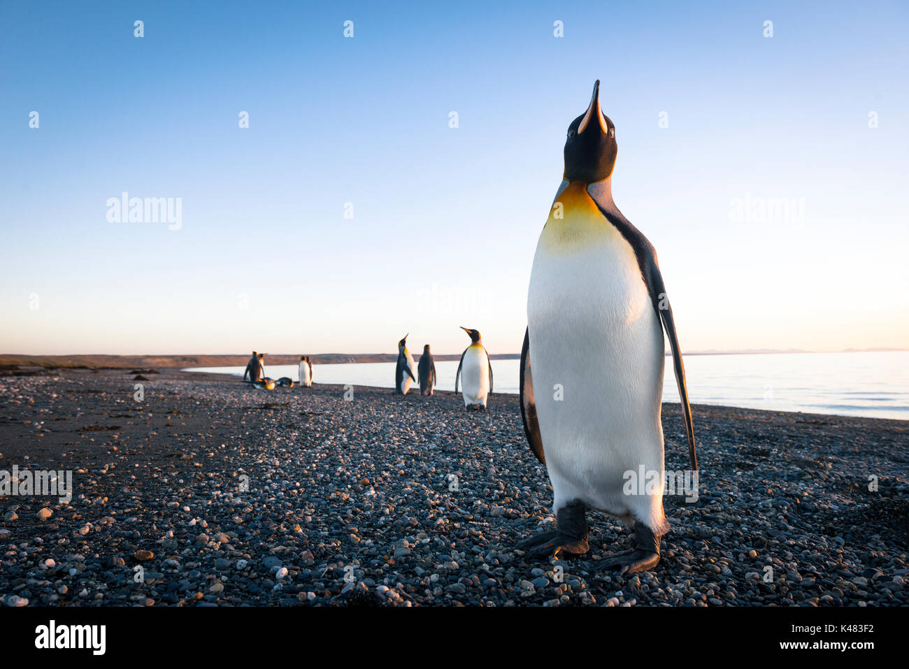 Pinguino reale (Aptenodytes patagonicus) dal Tierra del Fuego, Cile Foto Stock
