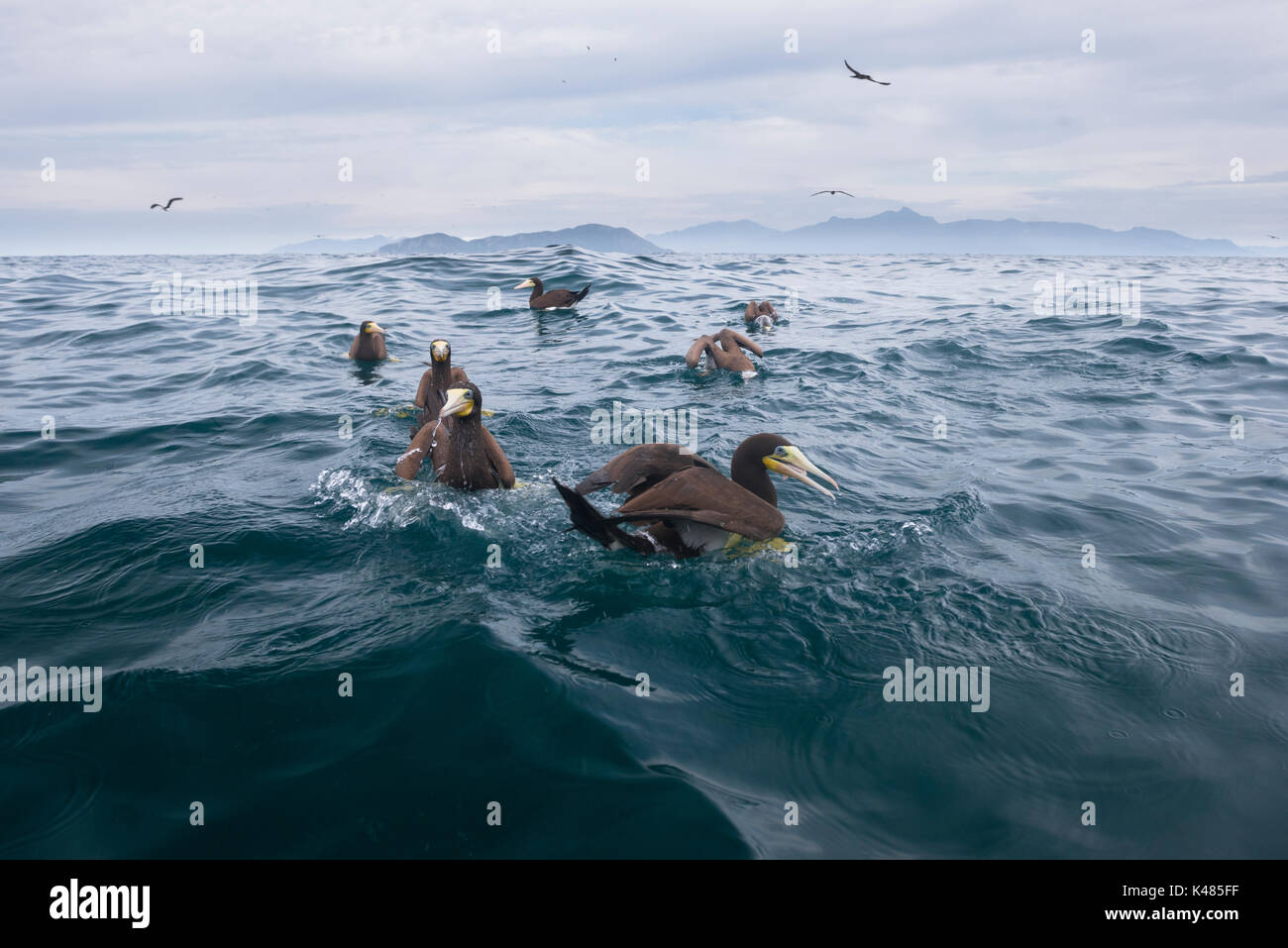 Brown Boobies (Sula leucogaster) galleggiante sulla superficie in oceano aperto, off Ilha dos Búzios, SE IL BRASILE Foto Stock