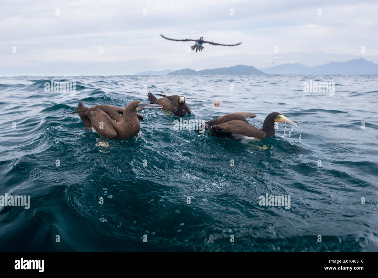 Brown Boobies (Sula leucogaster) galleggiante sulla superficie in oceano aperto, off Ilha dos Búzios, SE IL BRASILE Foto Stock