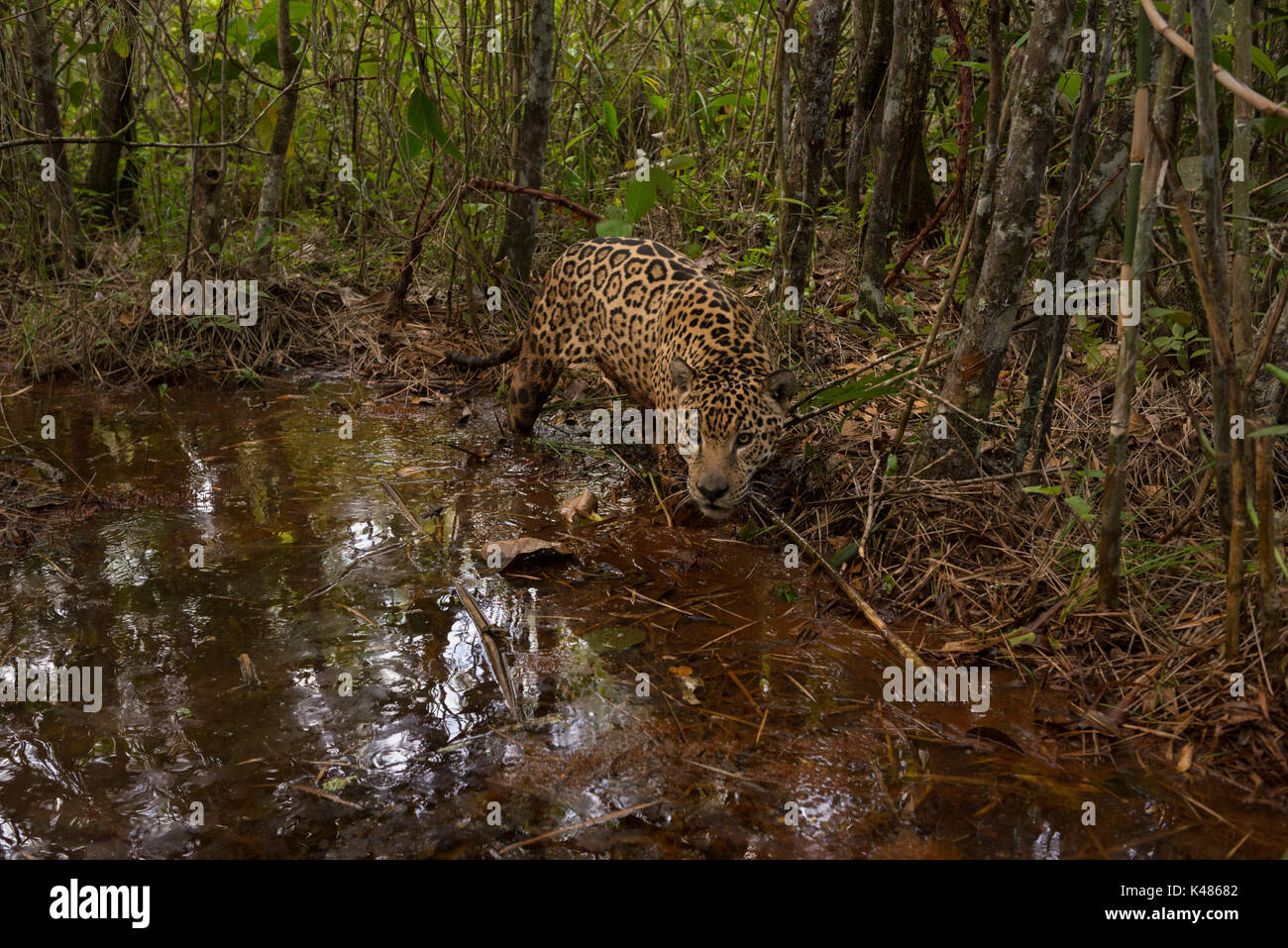 Una Jaguar esplora una piccola insenatura di acqua all'interno di una foresta in Brasile Centrale Foto Stock