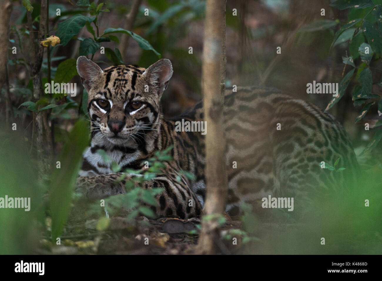 Un selvatico Ocelot (da Leopardo pardalis) da South Pantanal, Brasile Foto Stock