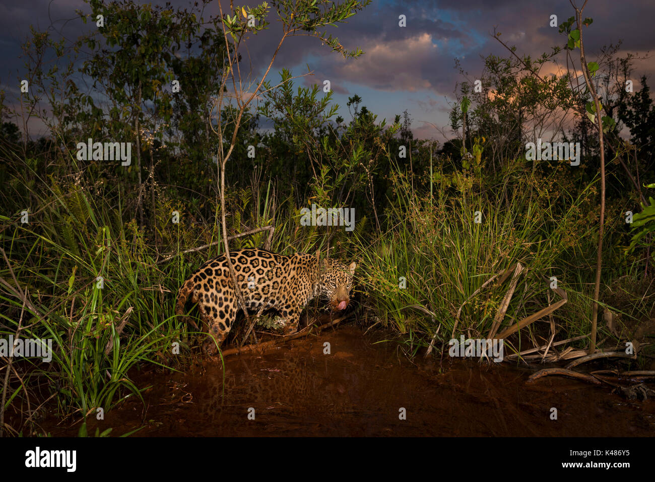 Una Jaguar esplora una zona umida in Brasile Centrale Foto Stock