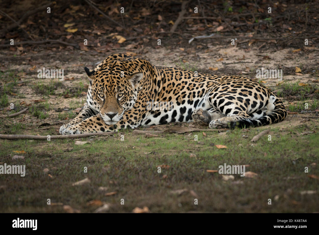 Un grande maschio adulto Jaguar da sud Pantanal, Brasile Foto Stock