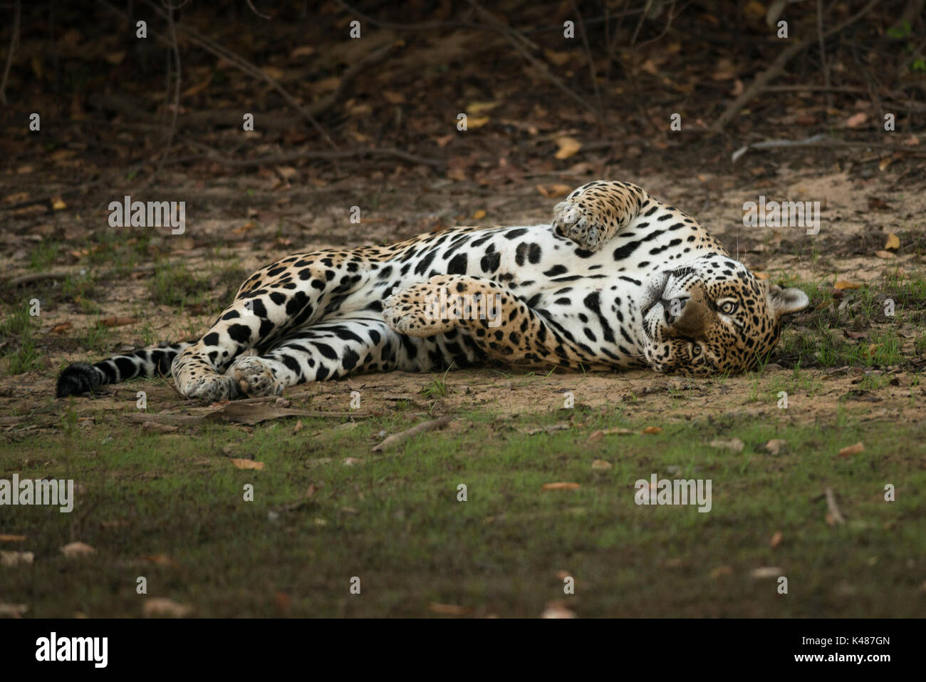 Un grande maschio adulto Jaguar da sud Pantanal, Brasile Foto Stock