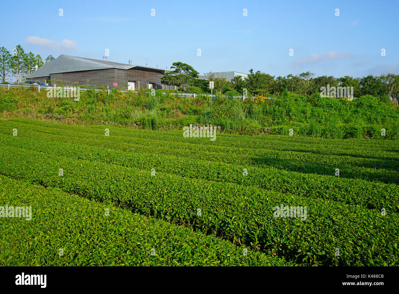 Il tè osulloc museum e la piantagione di tè situato accanto al innisfree house store e cafe di seogwipo sull'isola di Jeju in Corea del Sud Foto Stock